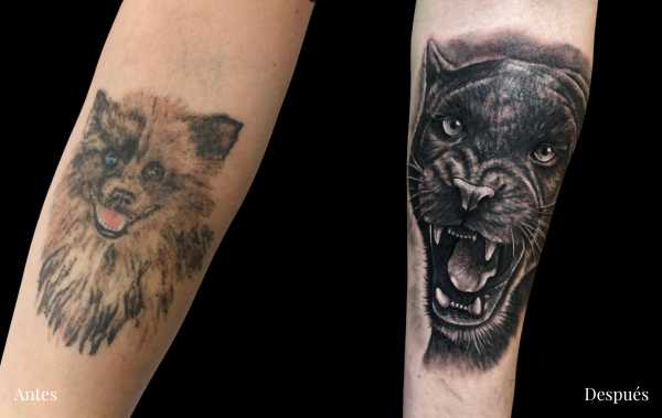 cover tattoo en Zaragoza pantera Barbarroja Tattoo